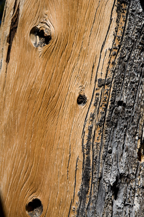 Bristlecone Pine Closeup