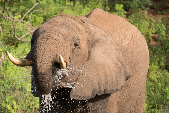 Elephant
