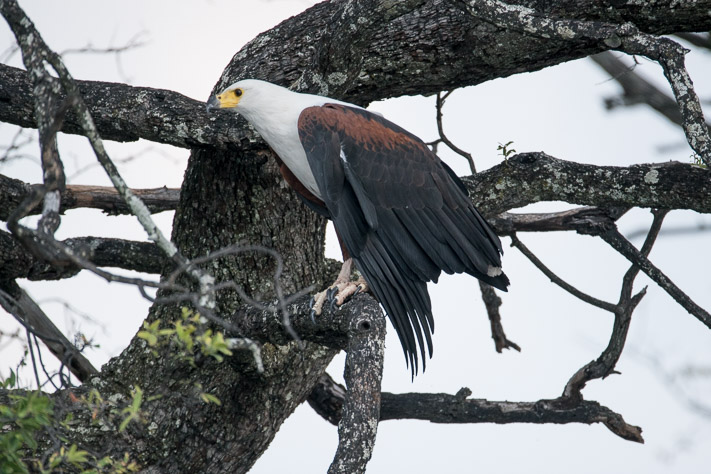 Fish Eagle