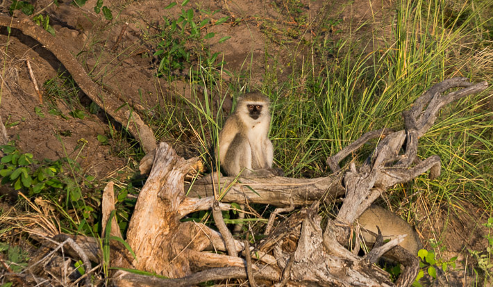 Vervet Monkeys