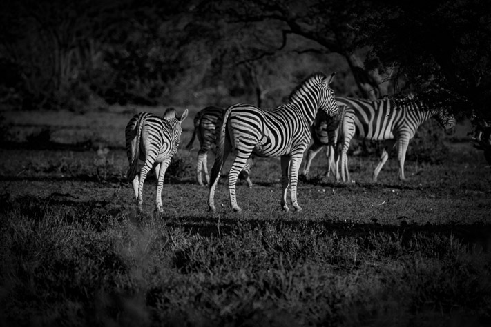 Zebra