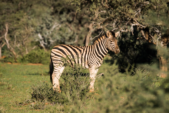 Zebra