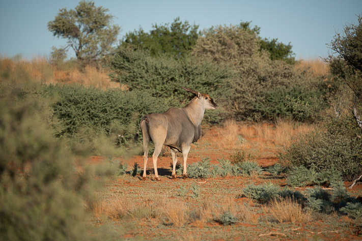 Eland
