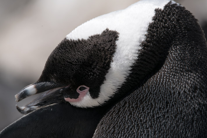 Jackass Penguins