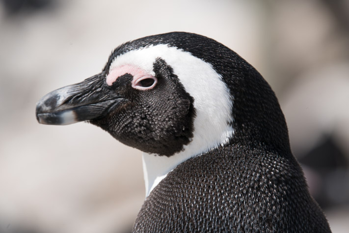 Jackass Penguins