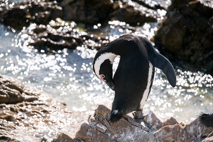 Jackass Penguins