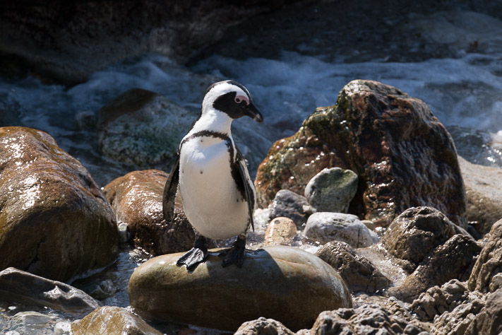 Jackass Penguins