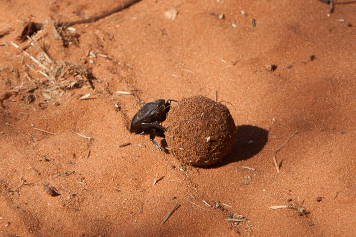 Dung Beetle