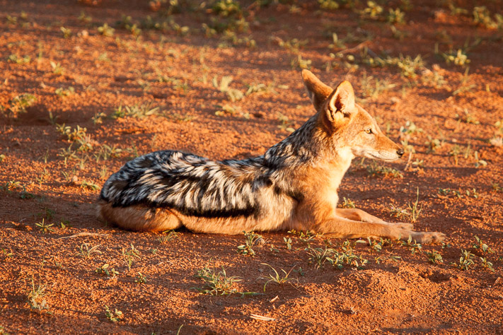 Jackal