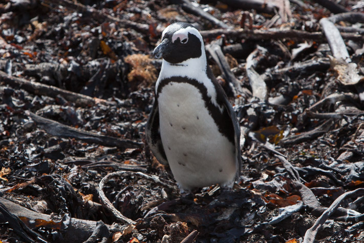 Jackass Penguins