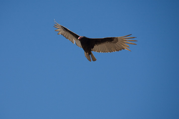 Vulture