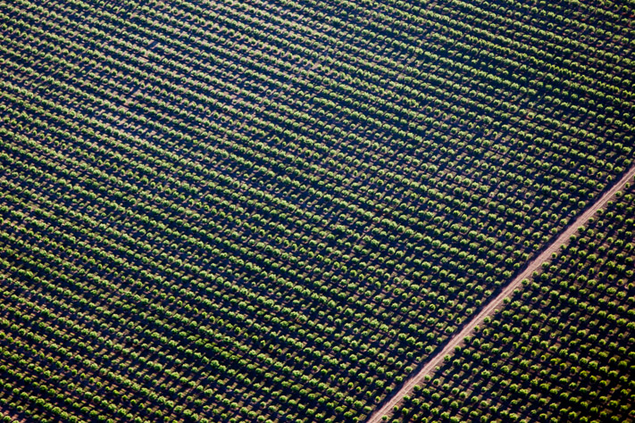 Fruit trees