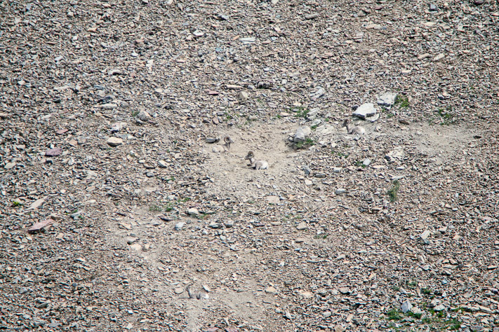 Bighorn Sheep - 4!