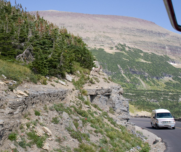 Bighorn Sheep