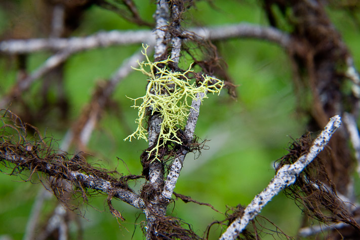 Moss