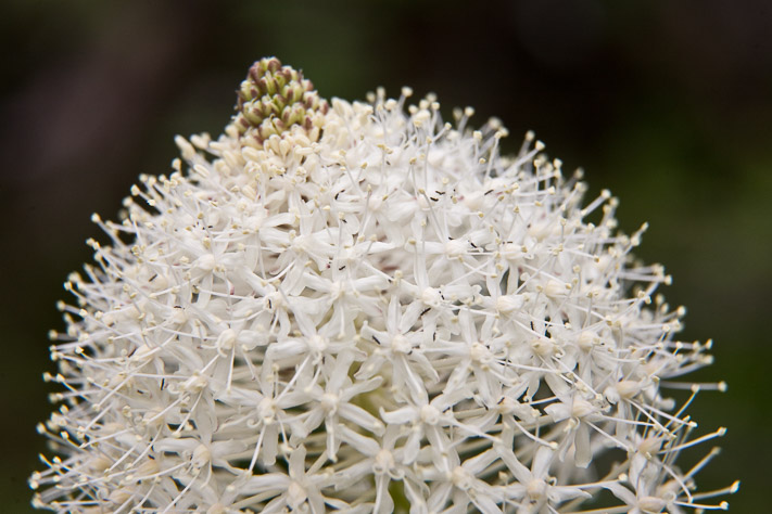 Bear Grass