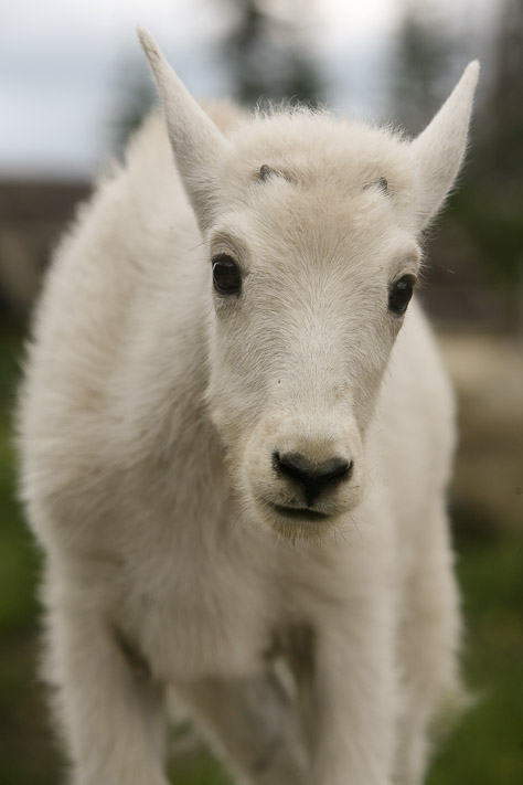 Mountain Goat