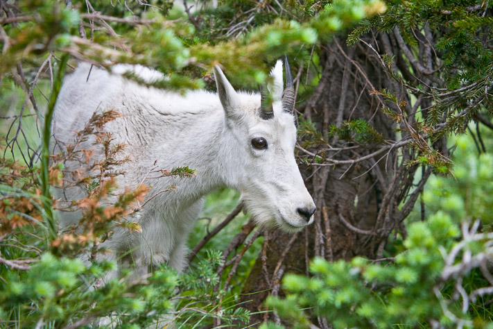 Mountain Goat