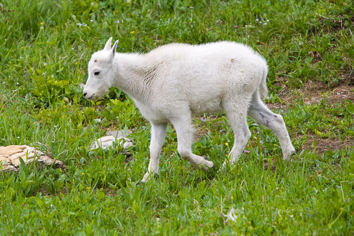 Mountain Goat