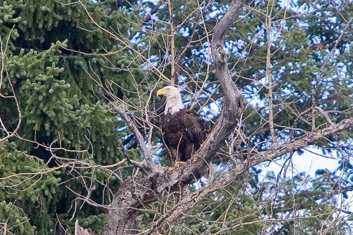 Bald Eagle