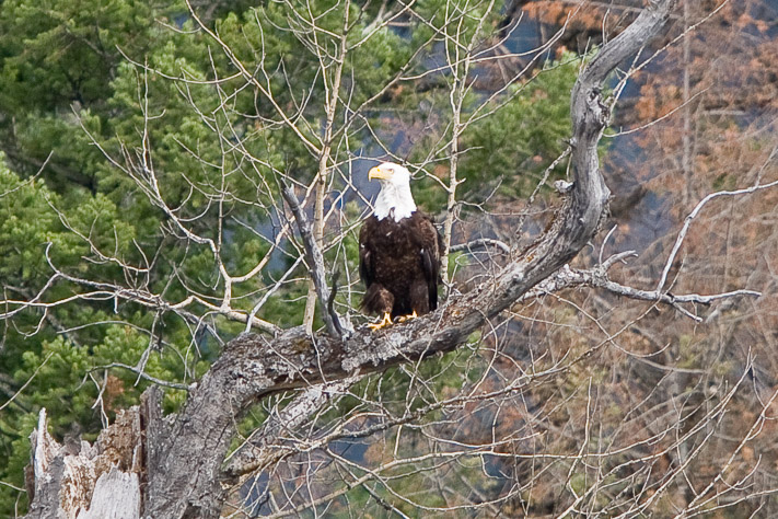 Bald Eagle