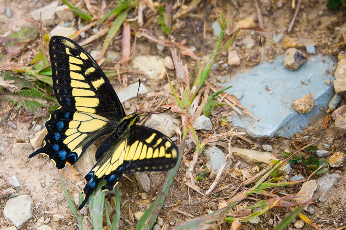 Butterfly