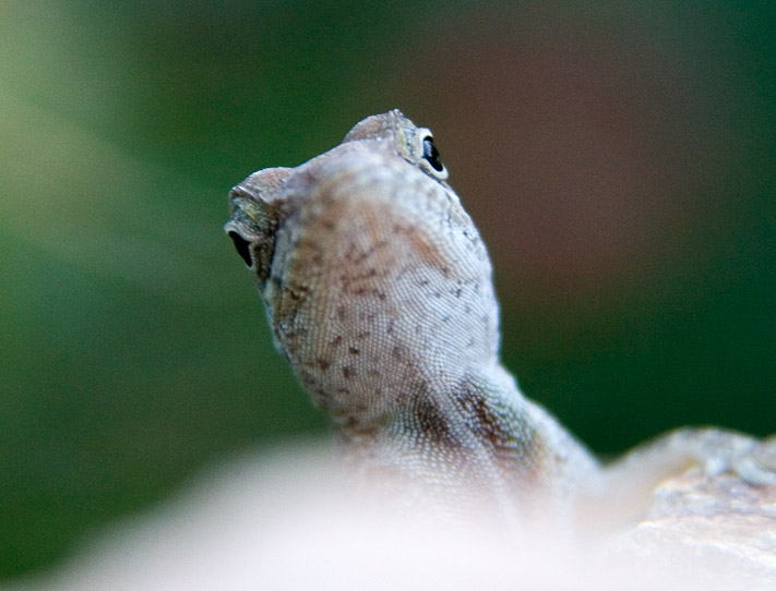A local lizard