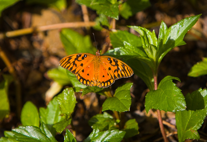 Butterfly