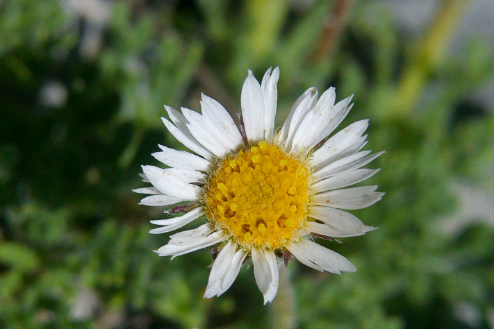 Flower on the Mountain