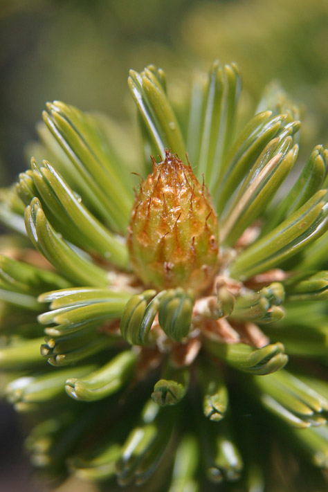 Bristlecone Pine