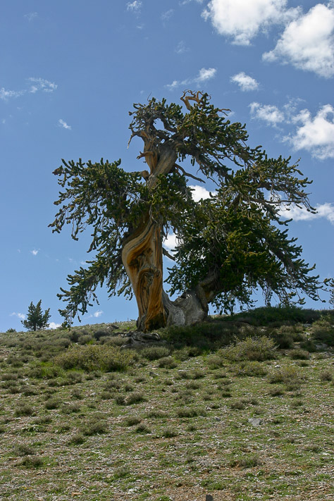 Bristlecone Pine