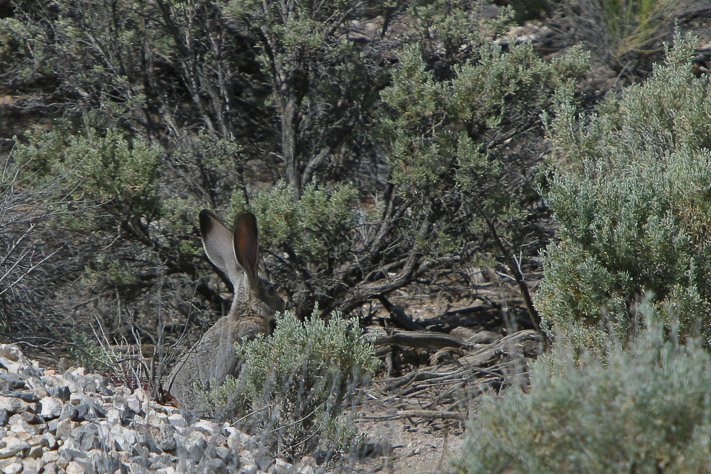 Jack Rabbit