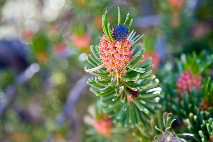 Bristlecone PIne