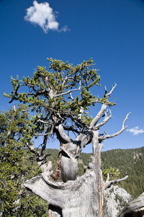 Bristlecone Pine