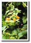 [img04_flowers.jpg]