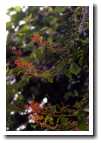 [img09_flowers.jpg]