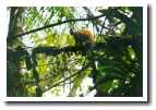 [img12_monkey.jpg]
