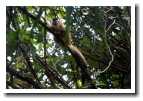 [img13_monkey.jpg]