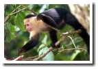 [img14_monkey.jpg]