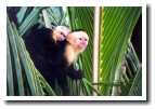 [img15_monkey_and_baby.jpg]