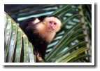 [img16_monkey_and_baby.jpg]