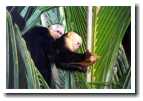 [img17_monkey_and_baby.jpg]