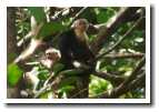 [img18_monkey_and_baby.jpg]