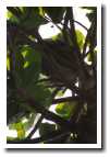 [img19_sloth.jpg]