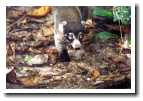 [img20_coati.jpg]