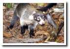 [img21_coati.jpg]