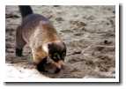 [img22_coati.jpg]