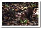 [img24_agouti.jpg]