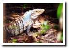 [img25_iguana.jpg]