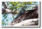 [img26_iguana.jpg]